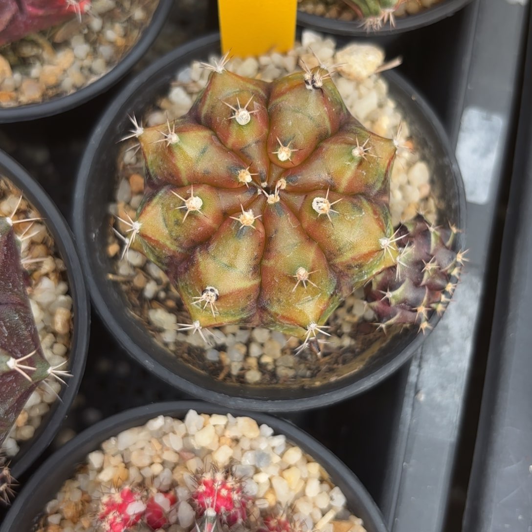 162-1208泰国发货多肉