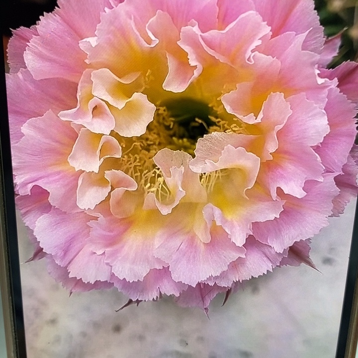 香香妩媚侧芽4公分左右