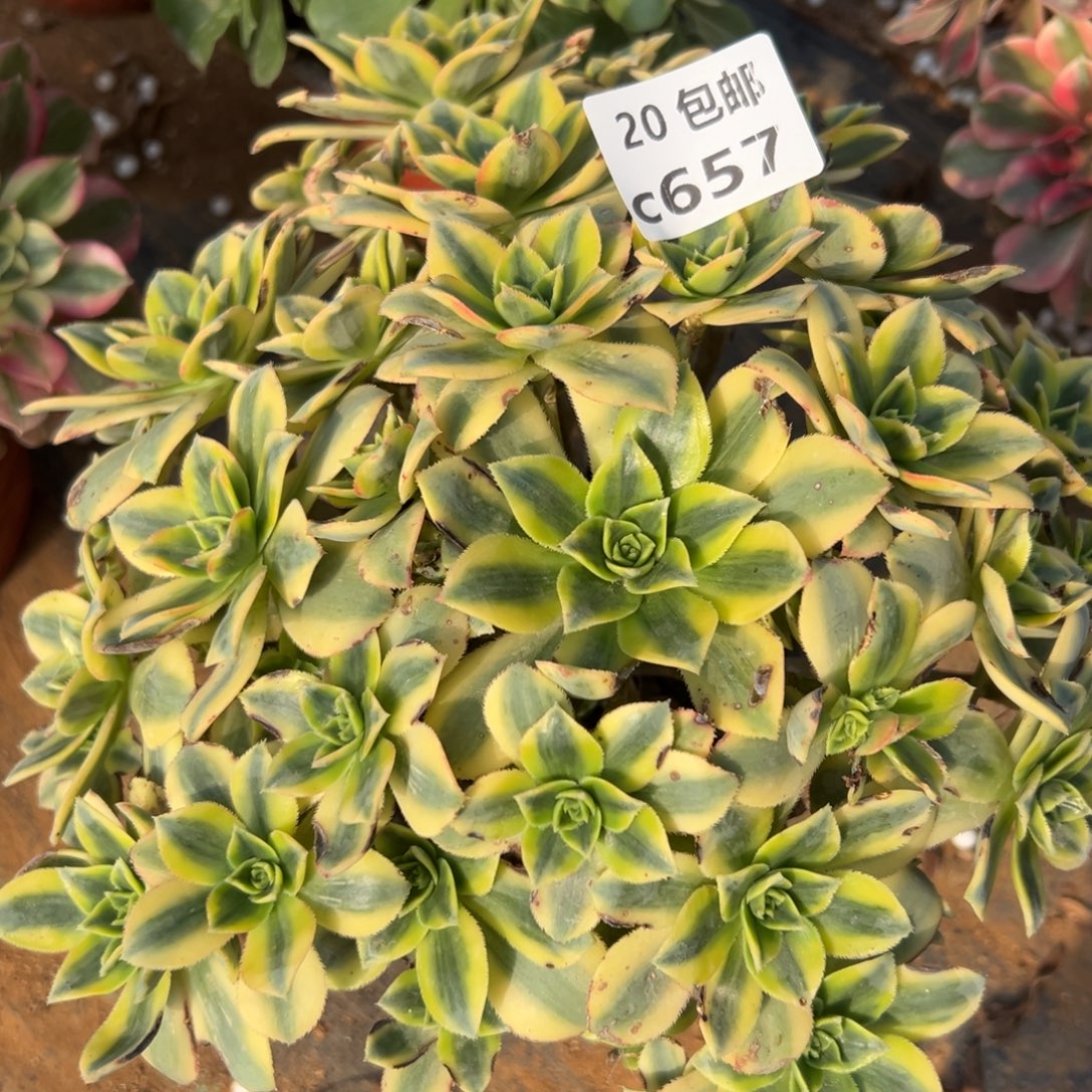 657星爆，多肉法师