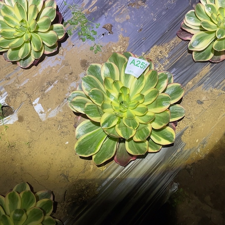 余***就多肉植物断枝不包259如意