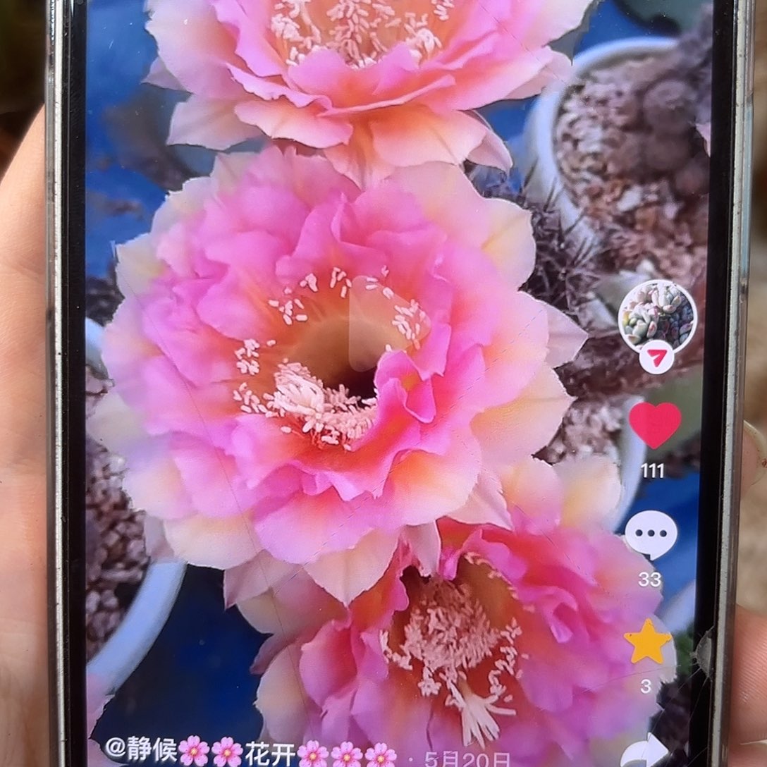 彩草青青99号6公分大侧牙微瑕