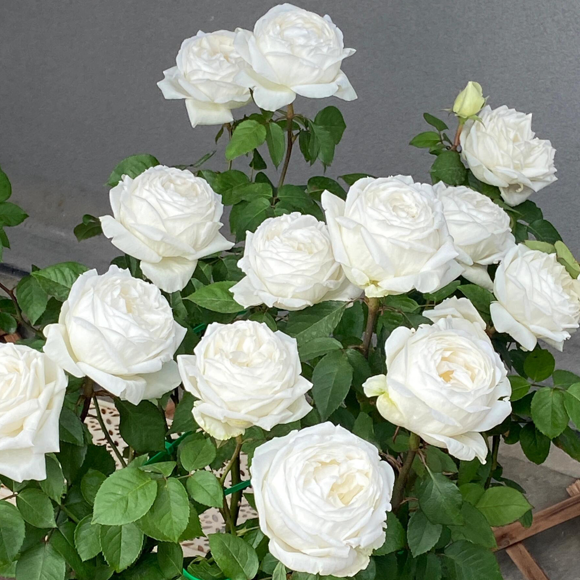 （婚礼之路）云南玫瑰三年大苗阳台盆栽庭院地栽