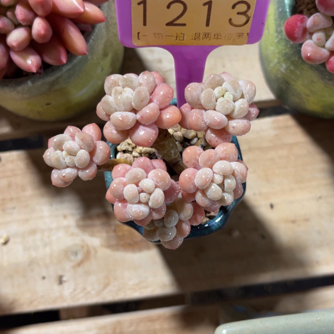 ~***～云尘多肉一物一拍不含盆1213