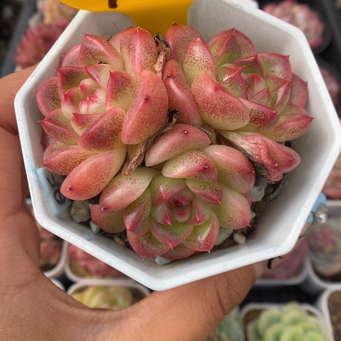 油透珍妮群生951号