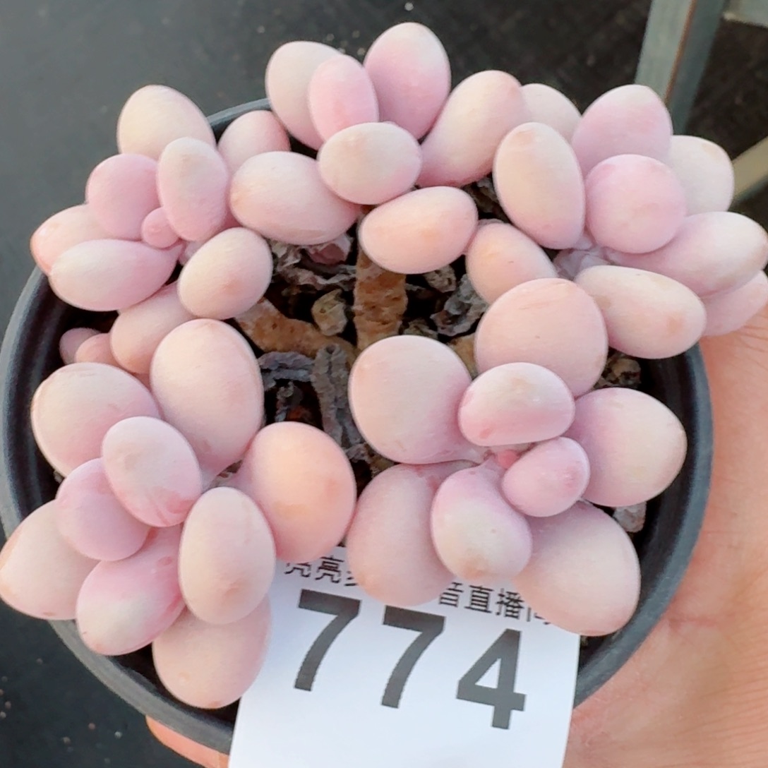 桃蛋         精品多肉