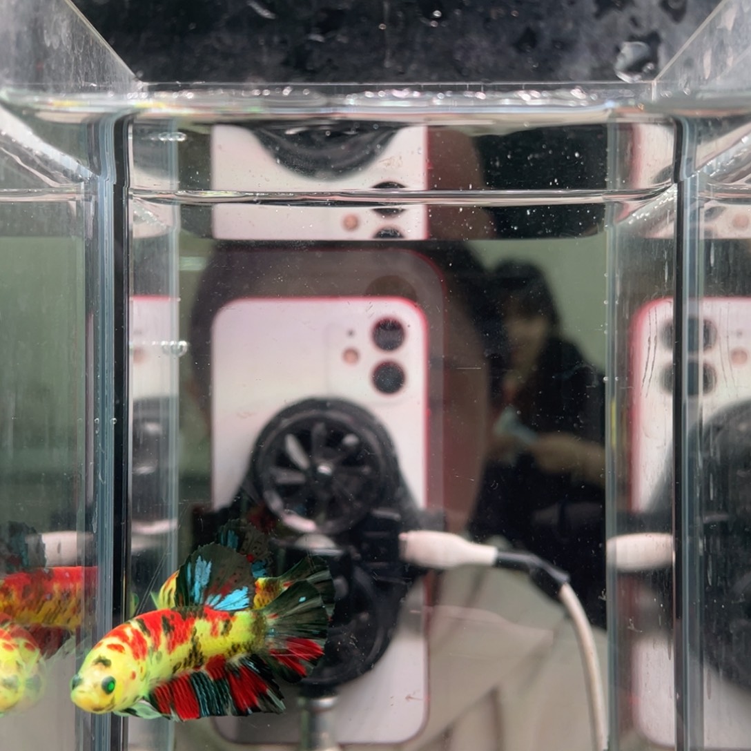 斗鱼印尼精品斗鱼216