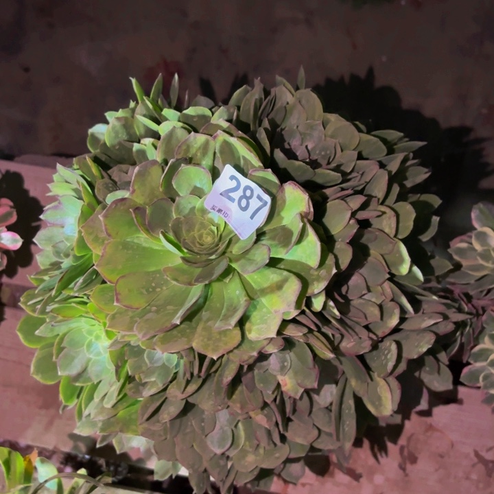 287孔雀翎多肉植物不售后