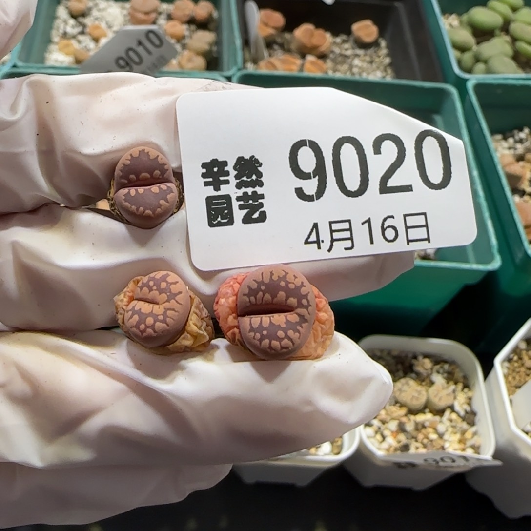 4.16，紫牙3颗，俩吃豆人，9020