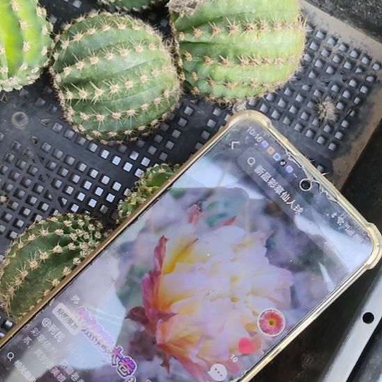 仙人球彩草依然侧芽瑕疵
