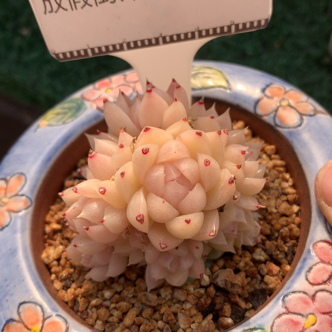 精品多肉麦秆老桩