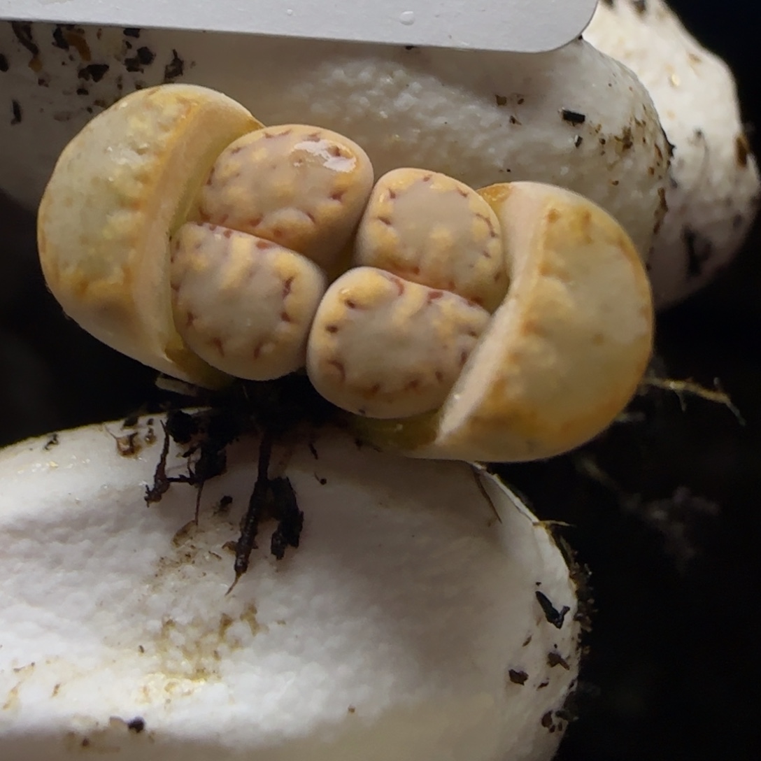 0701。217饼干。不大。不大。不大。