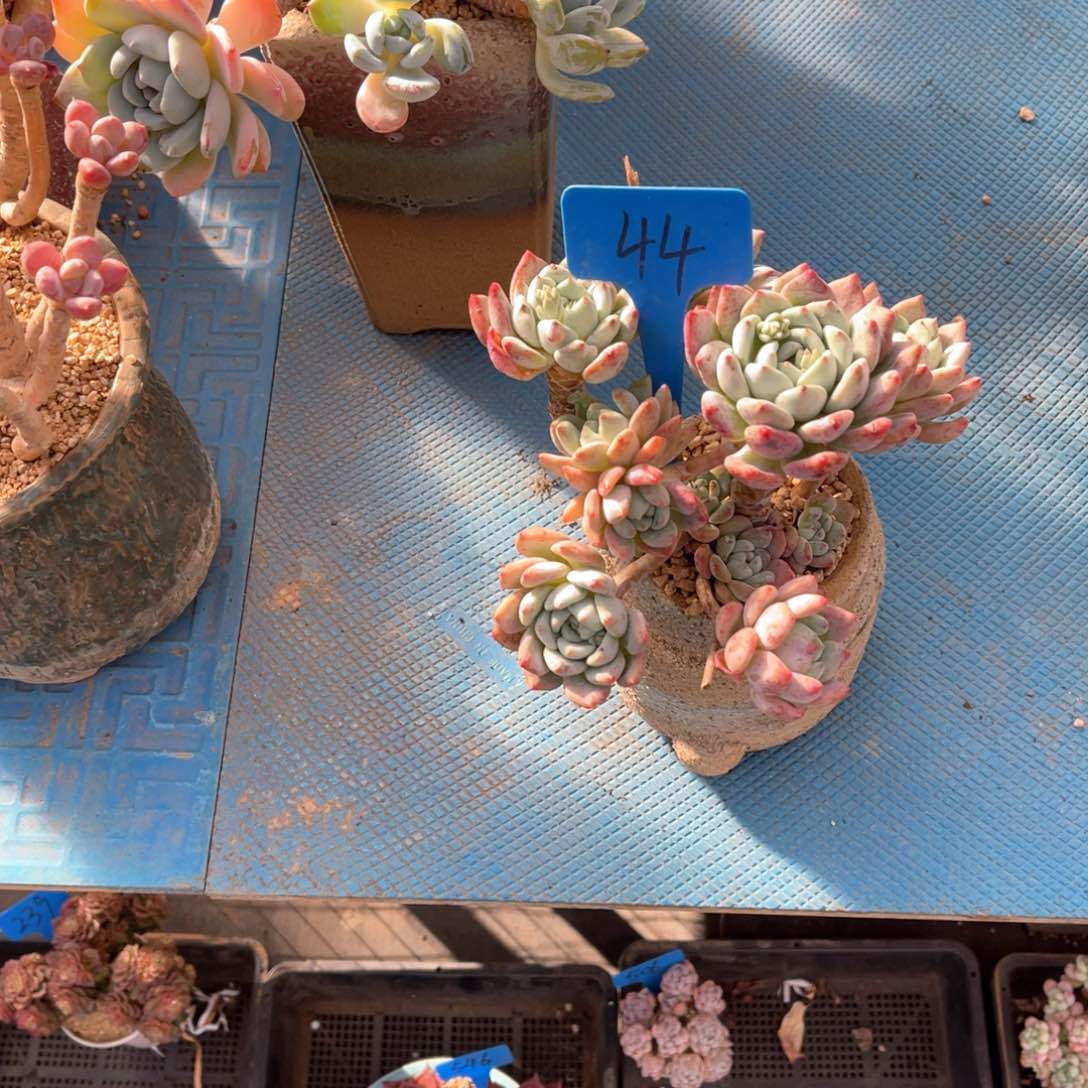 闹***累0044望舒多肉