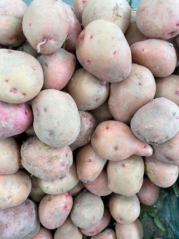 云南普洱哀牢山生鲜高山生态农家富硒土豆（软糯香甜）