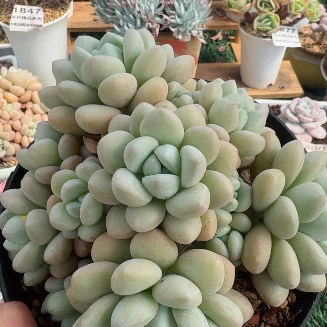 1880一物一拍（满28包邮）