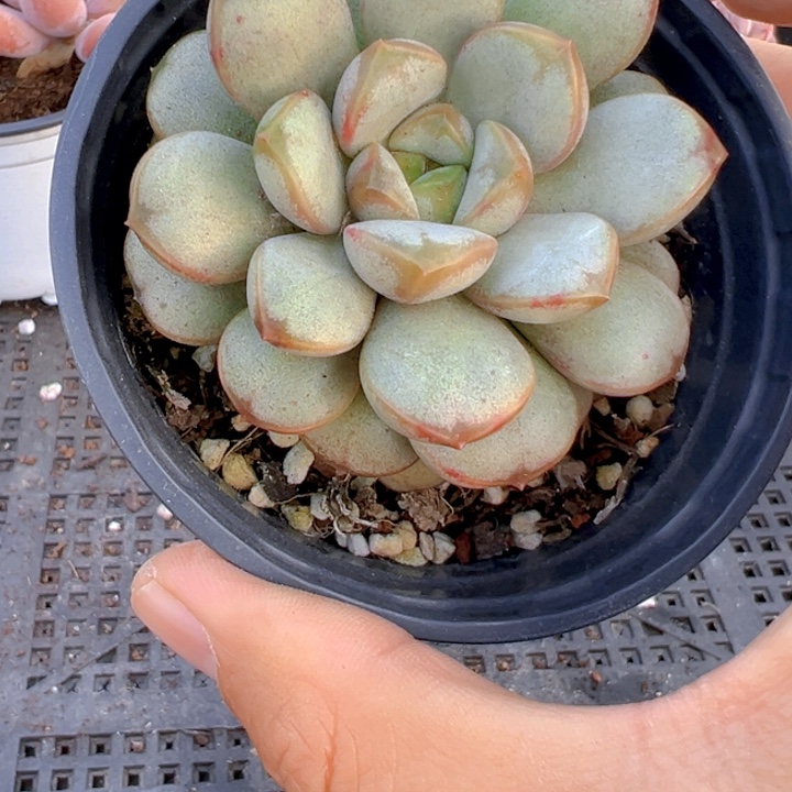 葡萄【一物一拍】香尔卉园艺