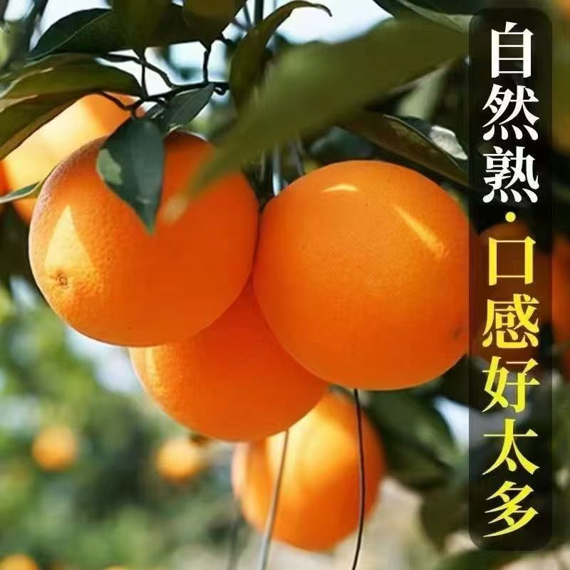 湖南麻阳冰糖橙新鲜当季水果【SZB】