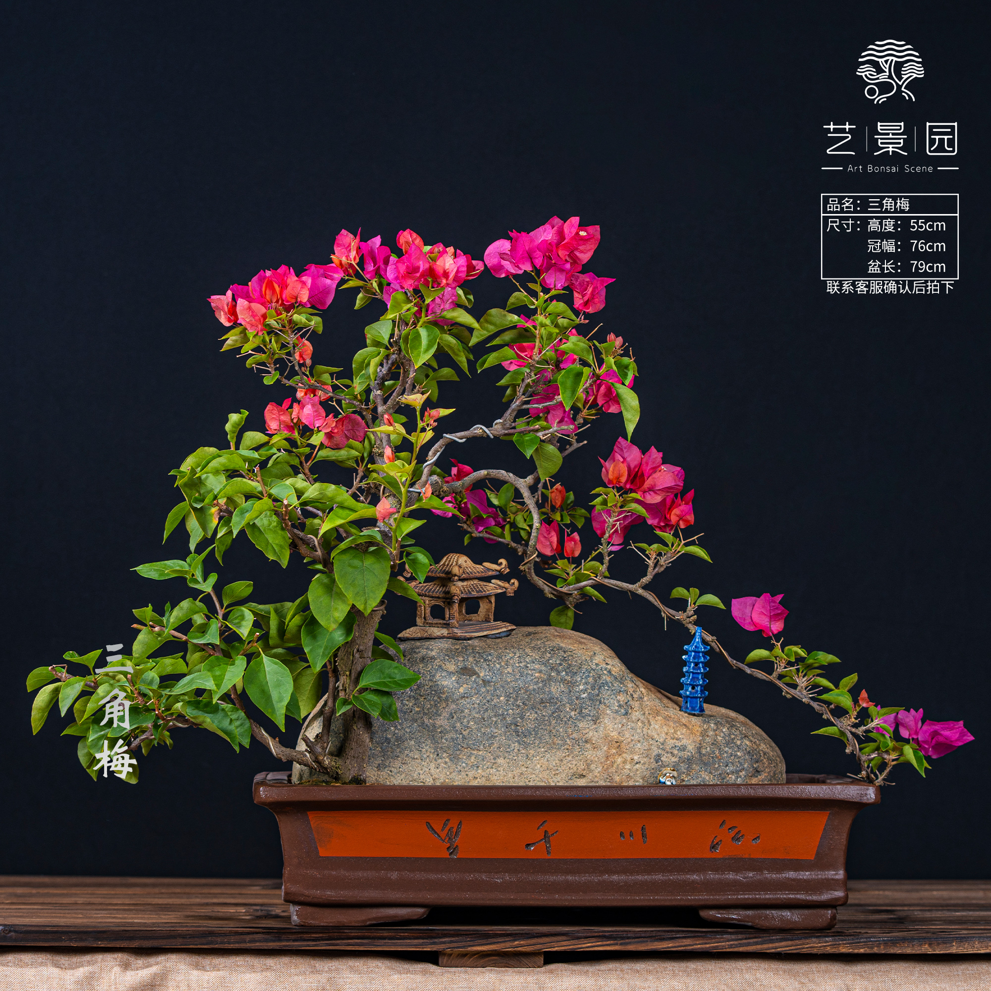 【艺景园-世农】三角梅通用链接一物一拍 勤花品种 截图为准（468）
