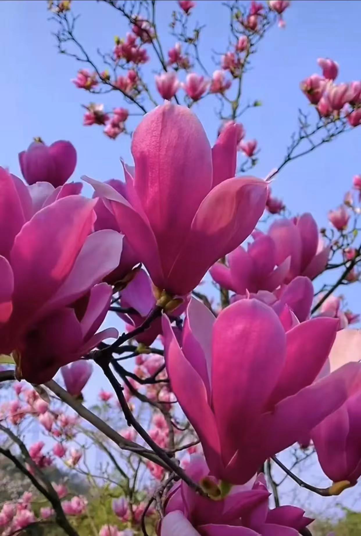 紫霞仙子玉兰花木槿花新品种玉兰花