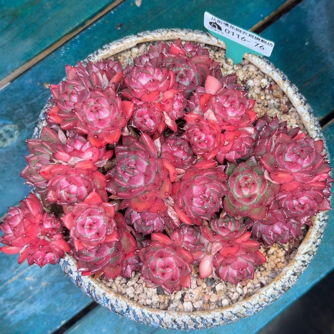 多肉一物一拍0116-76