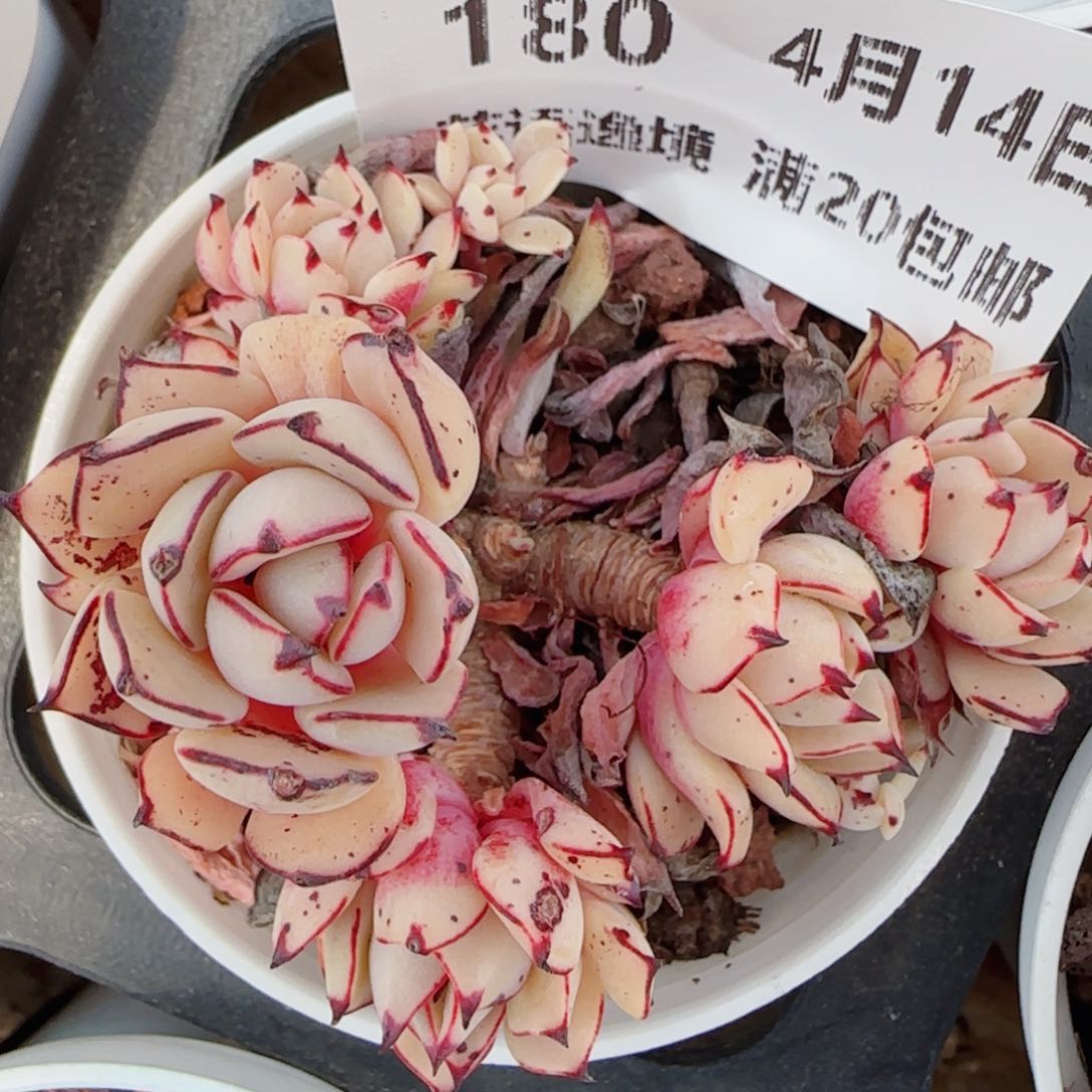 花语逸镜0414-180