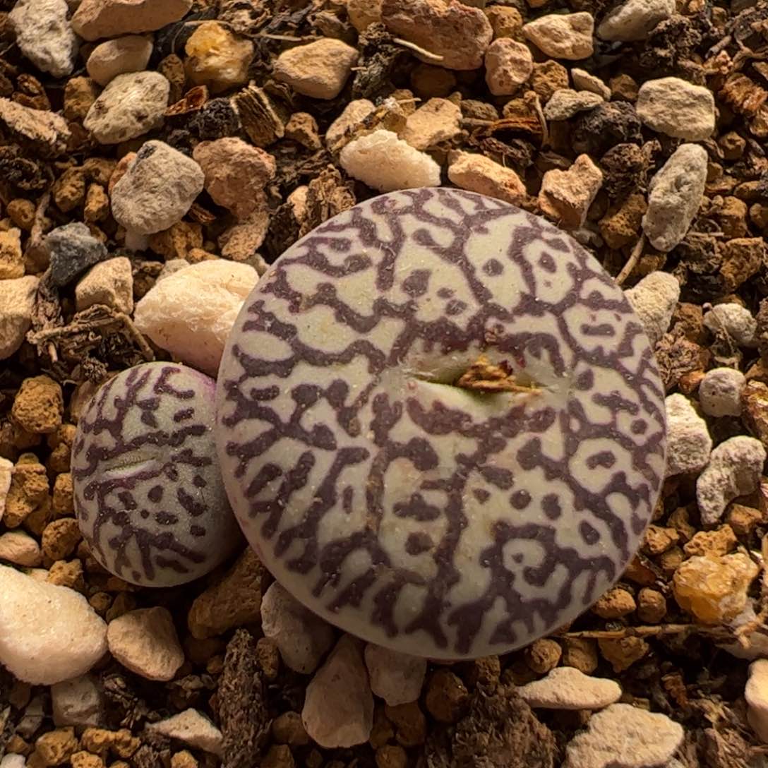 墨小锥多肉植物百科