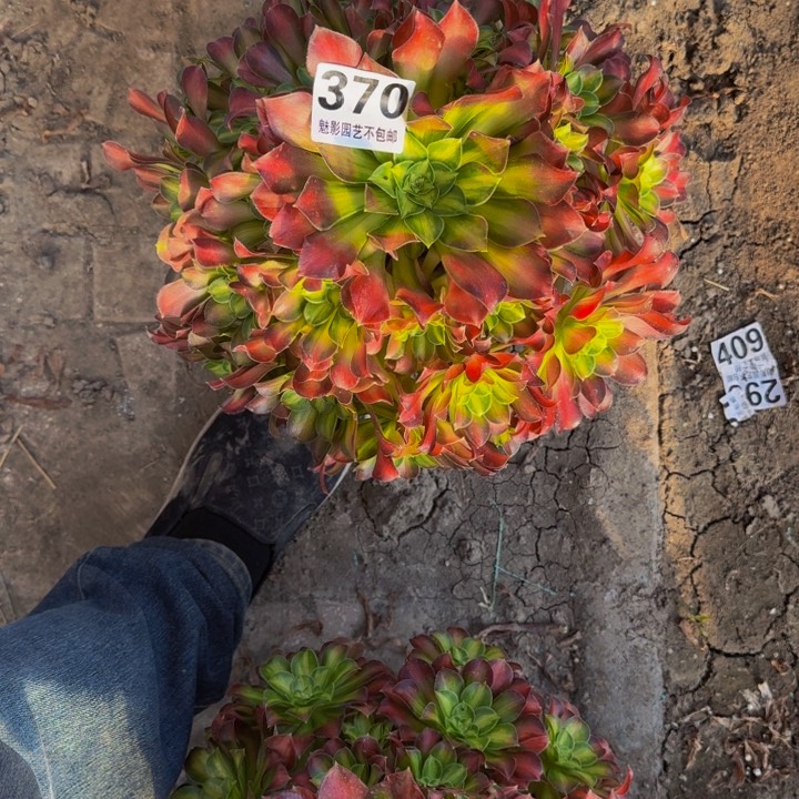 少华花27-25包邮花花