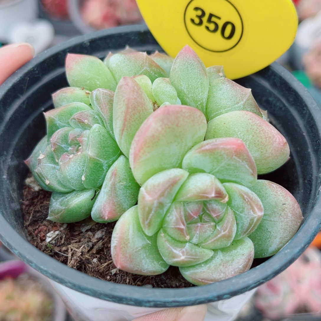 350号小老桩珍妮群