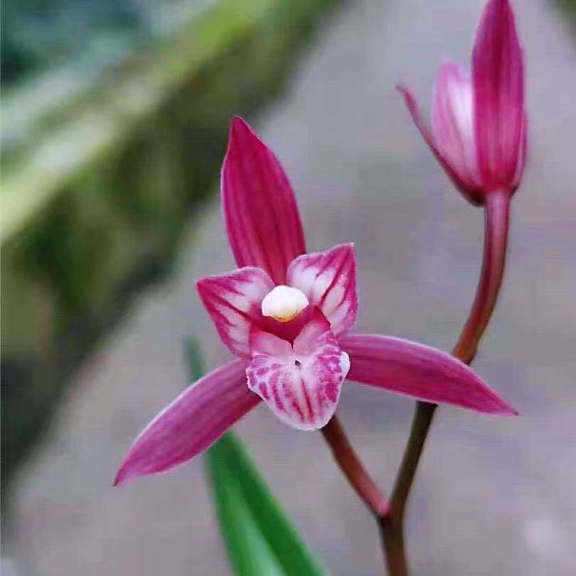 兰花 建兰铭品【状元红带5-8支花剑】室内外浓香型带花苞四季开花