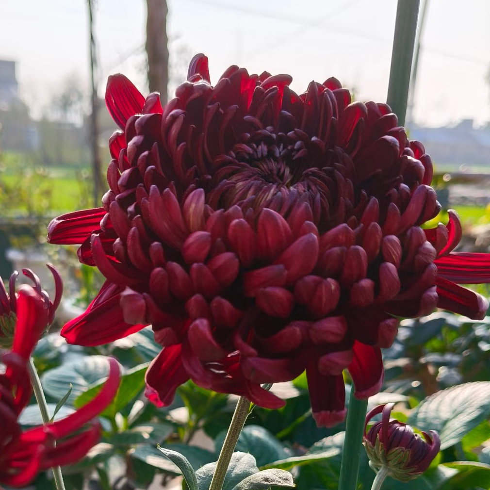 正风学士【带花苞】大花型菊花