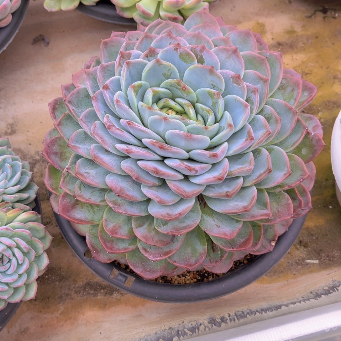 青***柠青柠999999999999