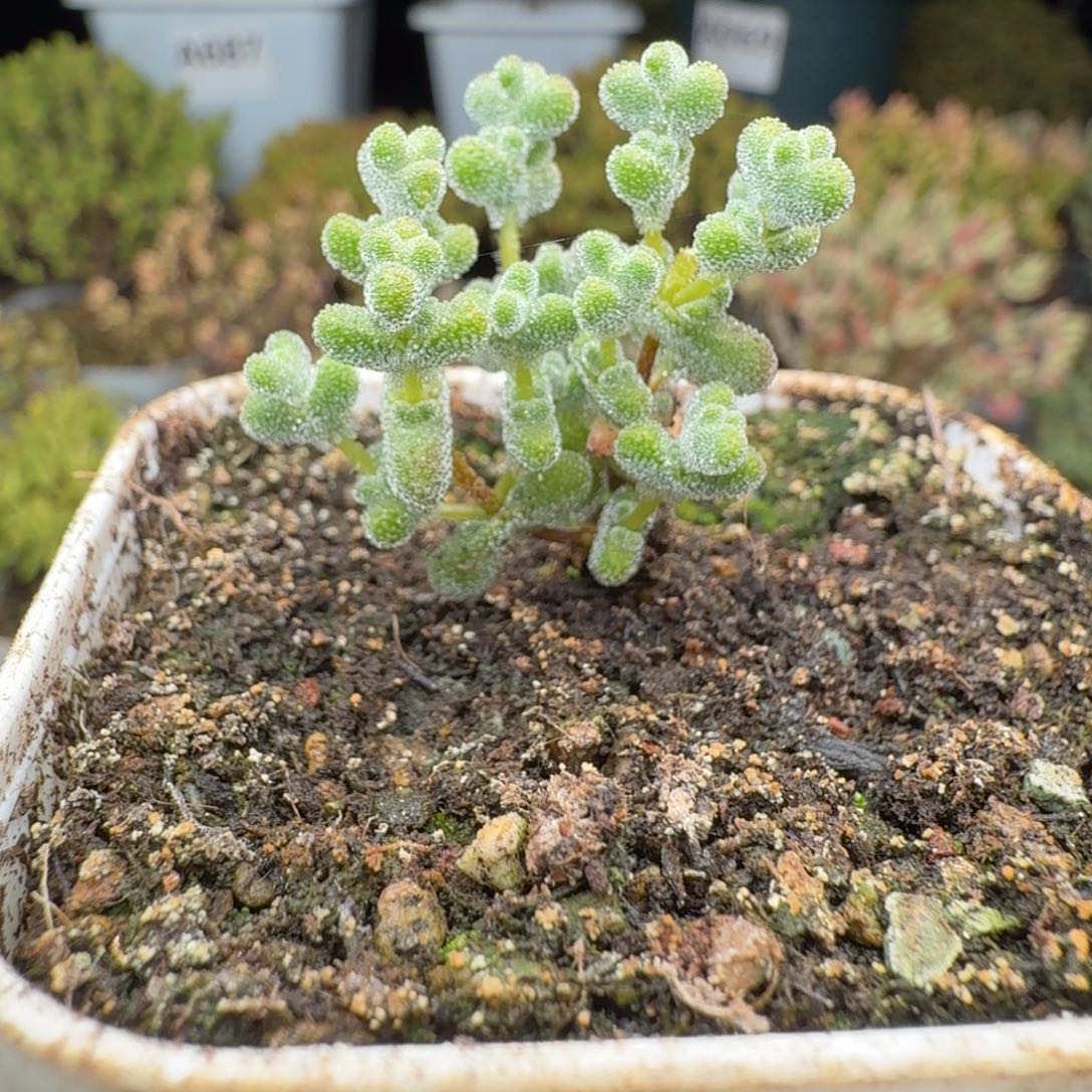 A852超级莱斯枝干