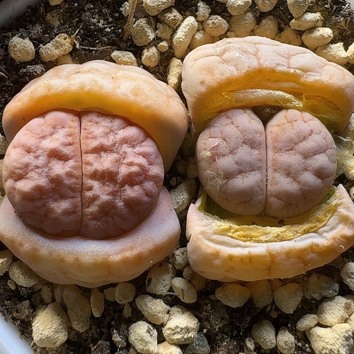 生石花1111112。   196