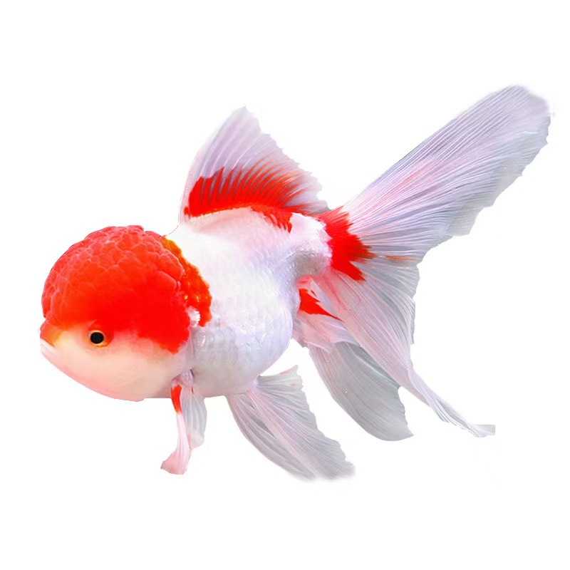 兰寿观赏鱼玛丽泰狮短尾将军浩克泰狮广温金鱼