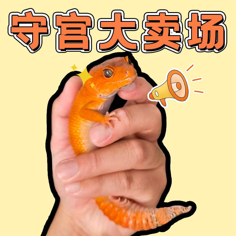 【通用链接】豹纹守宫蜥蜴活体宠物爬宠