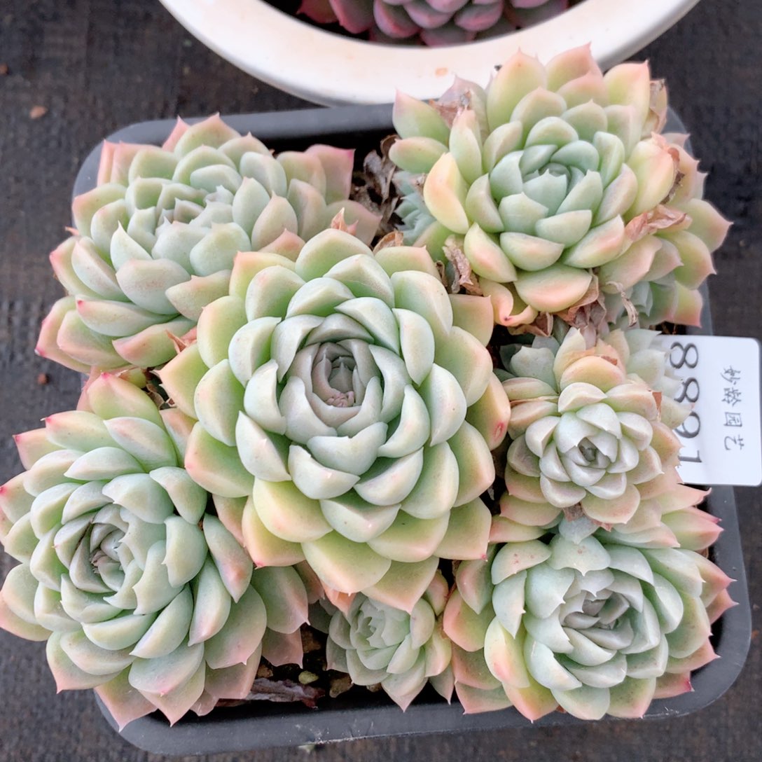 8891杂交多肉植物基地