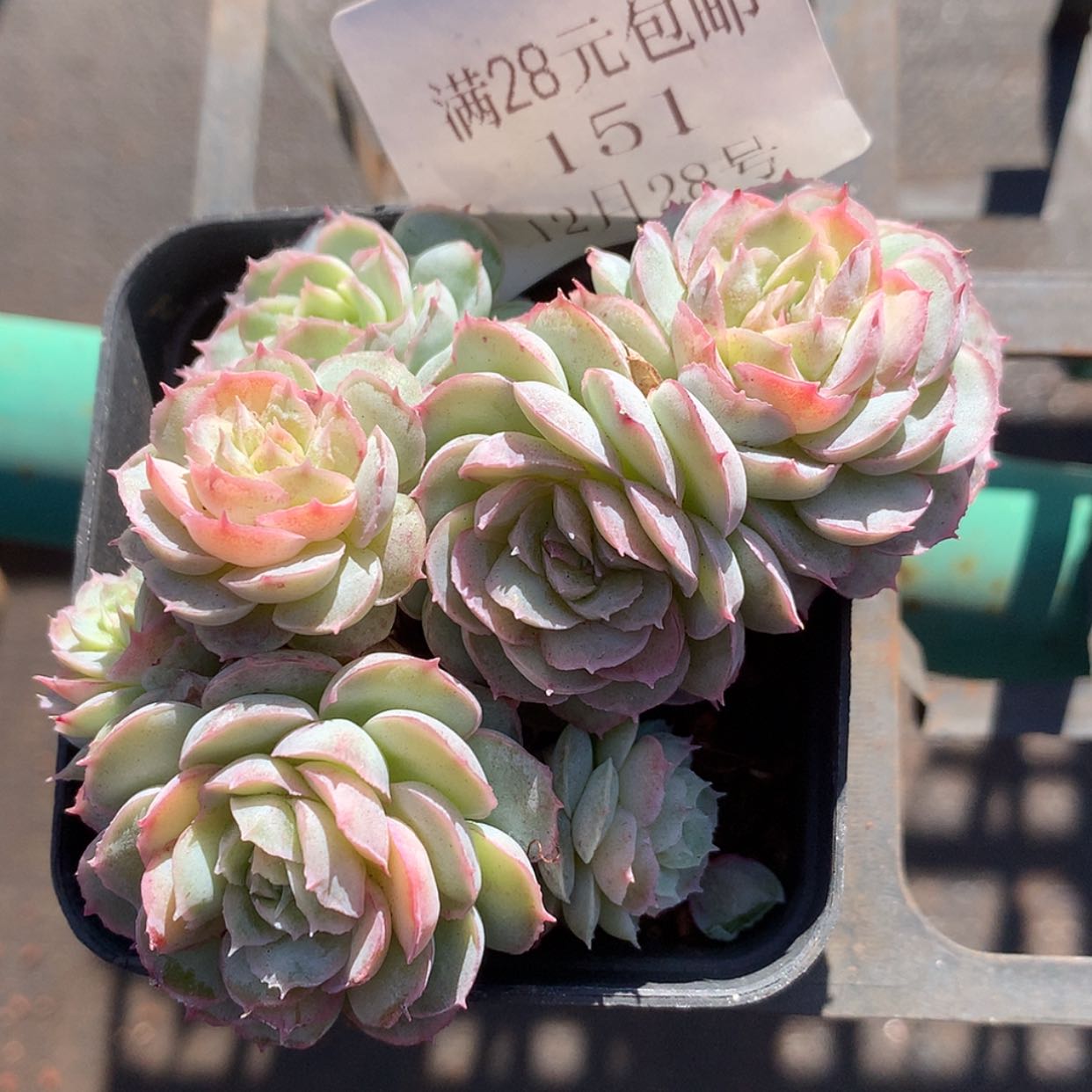 【闪购商品】云151号水晶扇贝7厘米