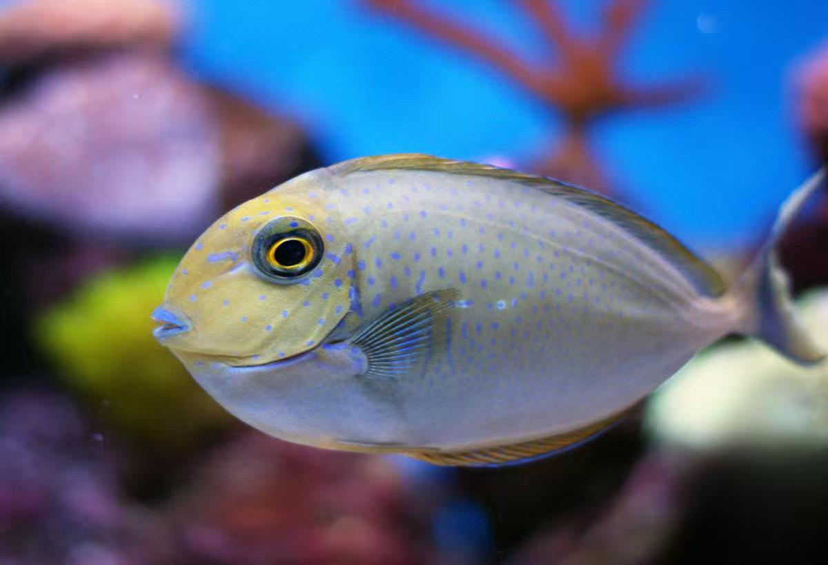 蓝点吊海水鱼观赏鱼渔场直发默认顺丰快递不包邮