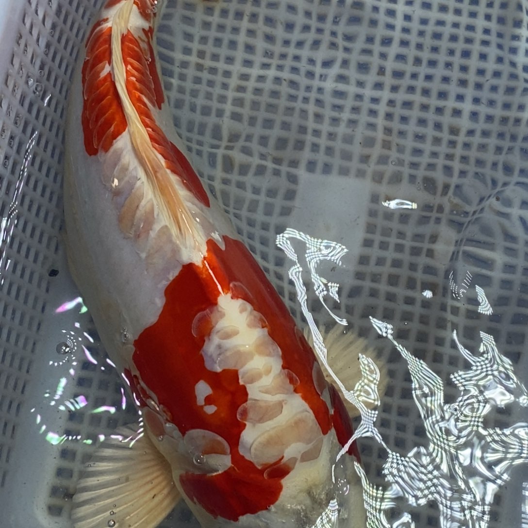 锦鲤冷水锦鲤包邮