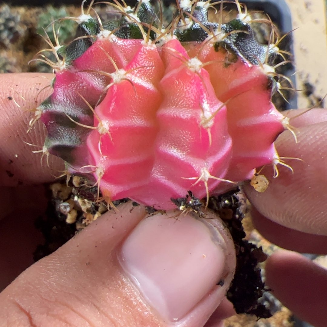 当前无花栽培后可以开花873