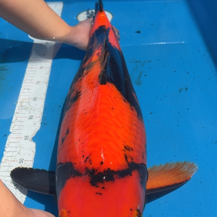 锦鲤佻田飞写专拍