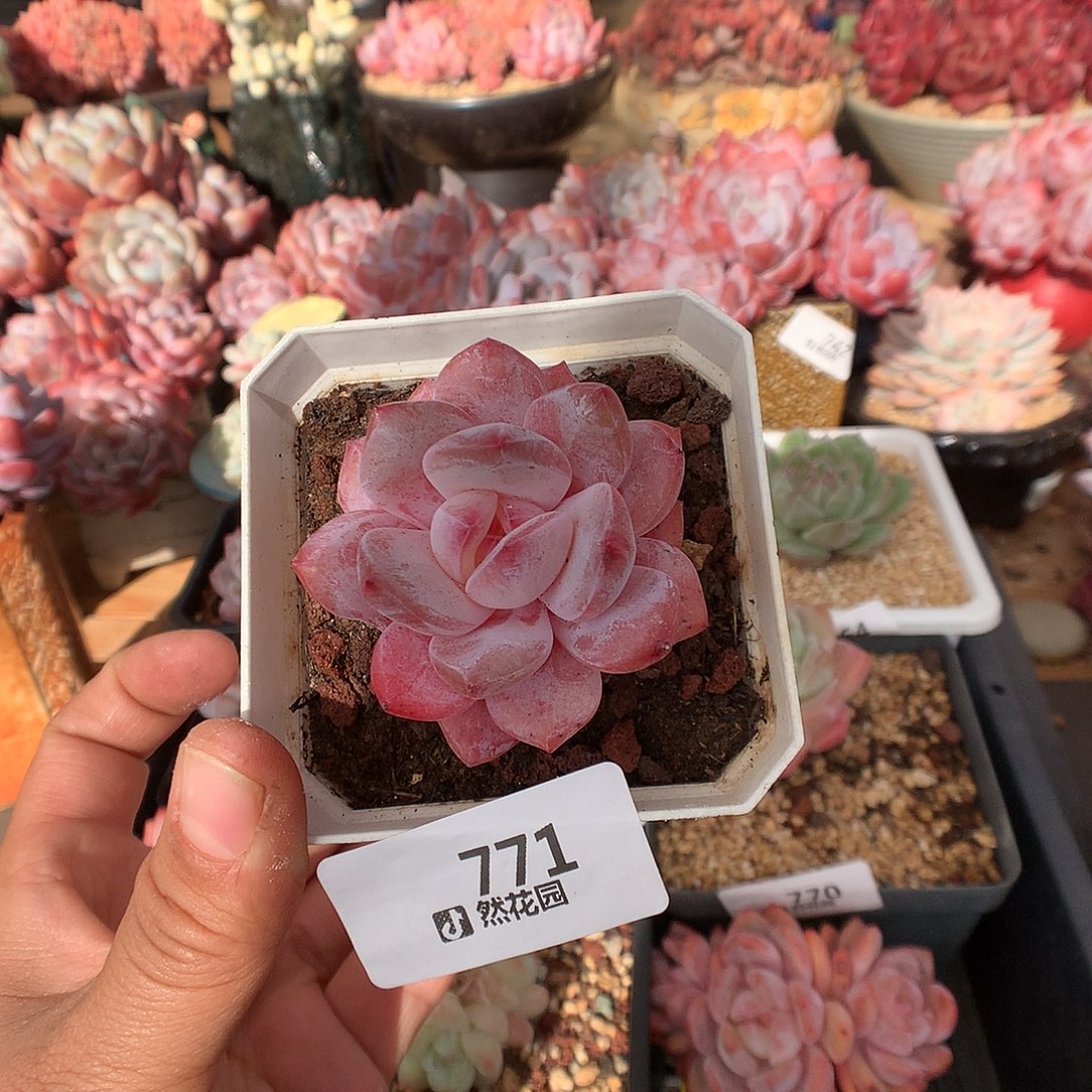 771雪天使多肉植物一物一拍