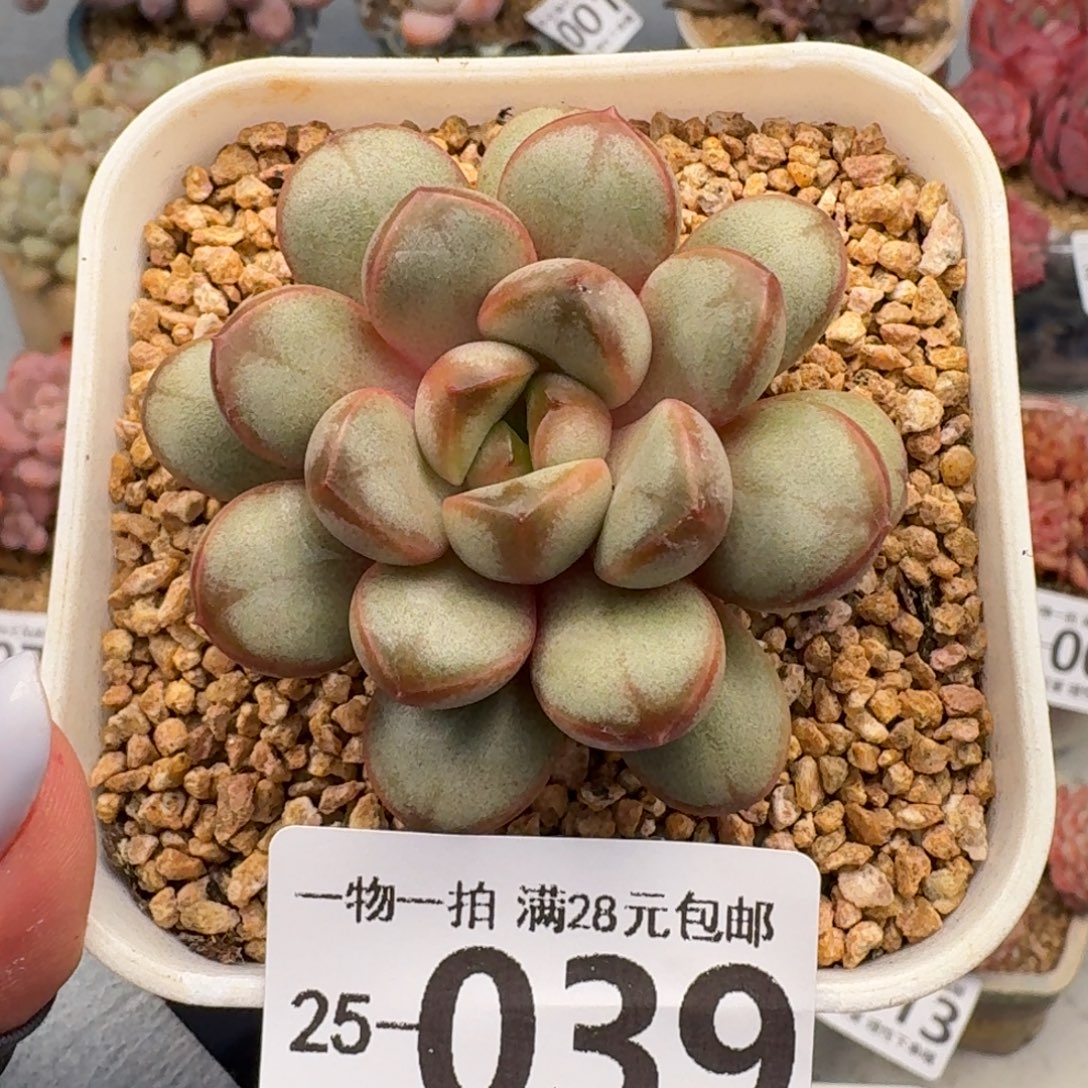 葡萄无盆土发货无盆无