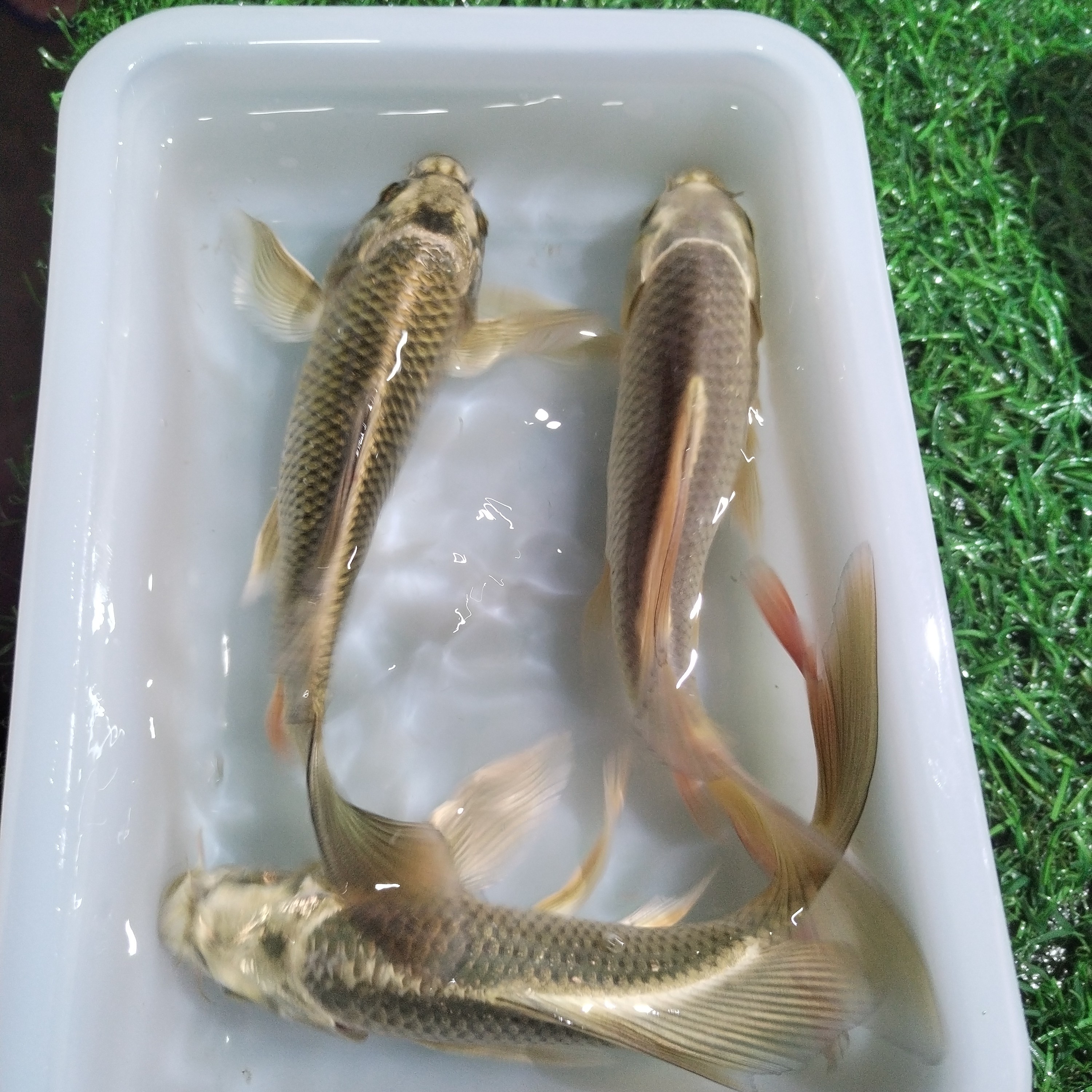 【三条装】古黄金熊猫长尾短尾随机发好养耐活锦鲤鱼蝴蝶鲤缸养活体
