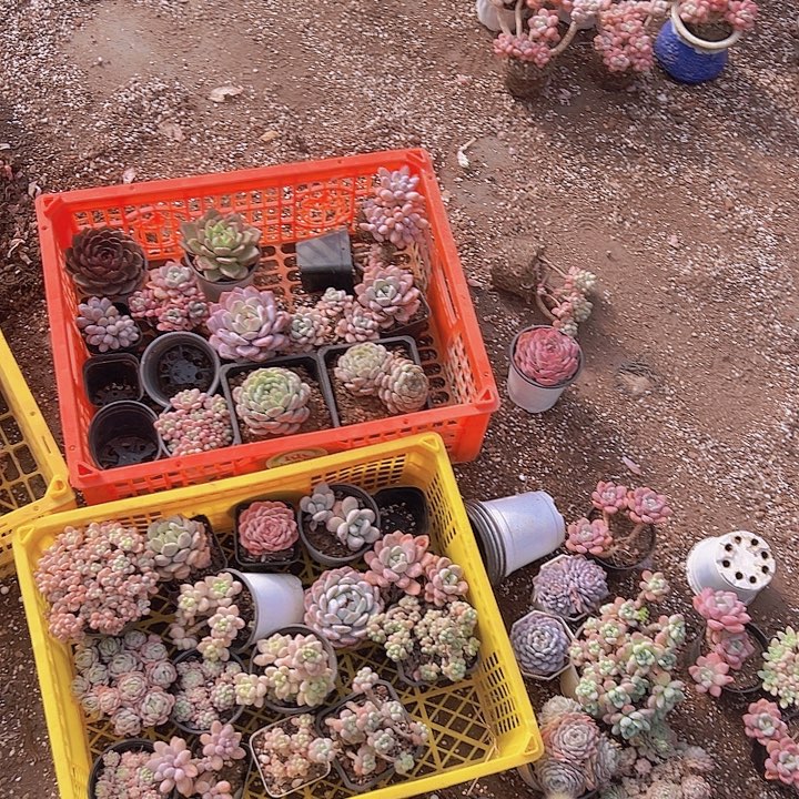 福利多肉植物5颗精品多肉