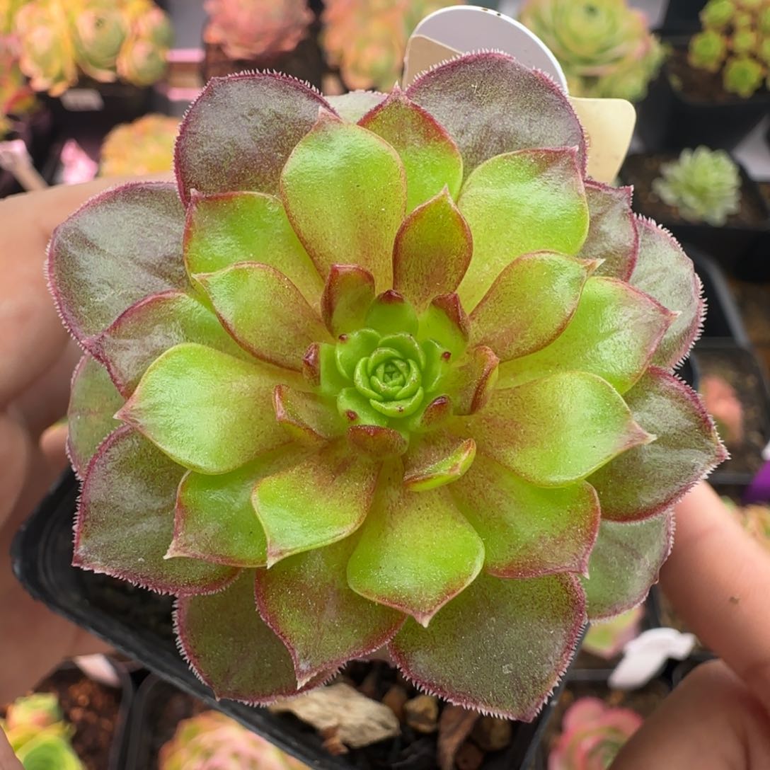 Y752半城玫瑰火舞