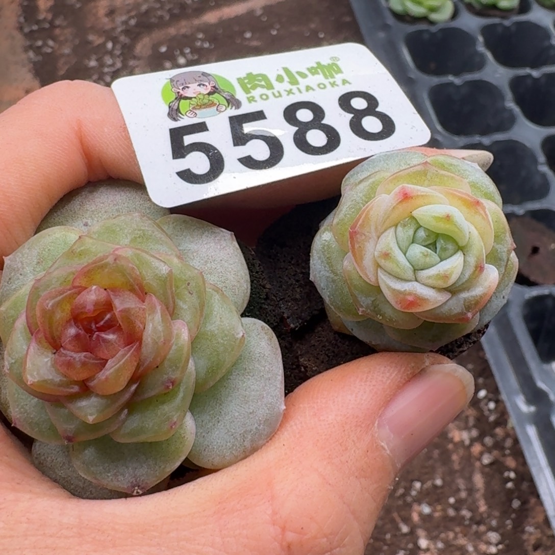 多肉植物多肉植物