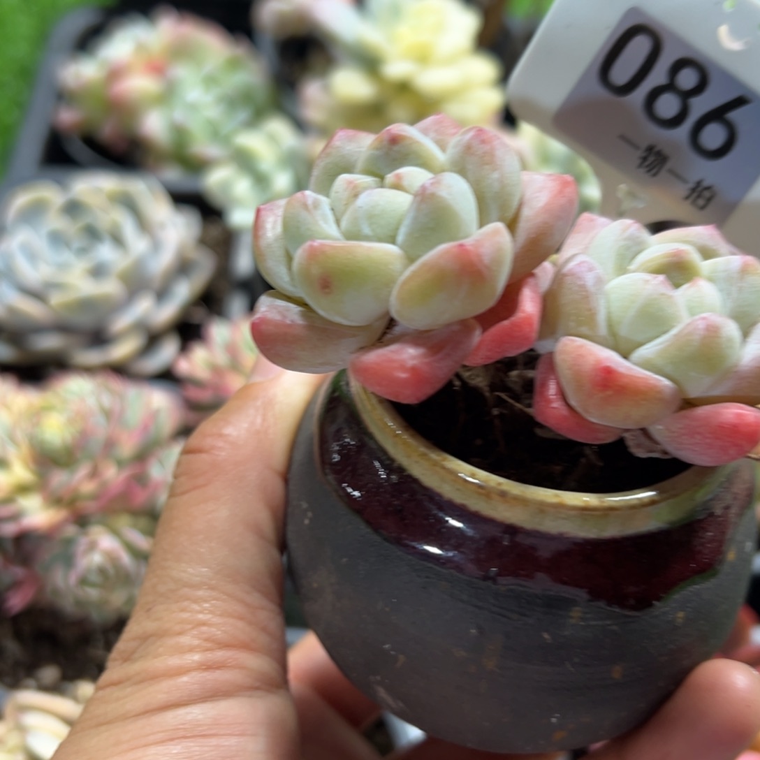 86、点点滴滴相当丰富