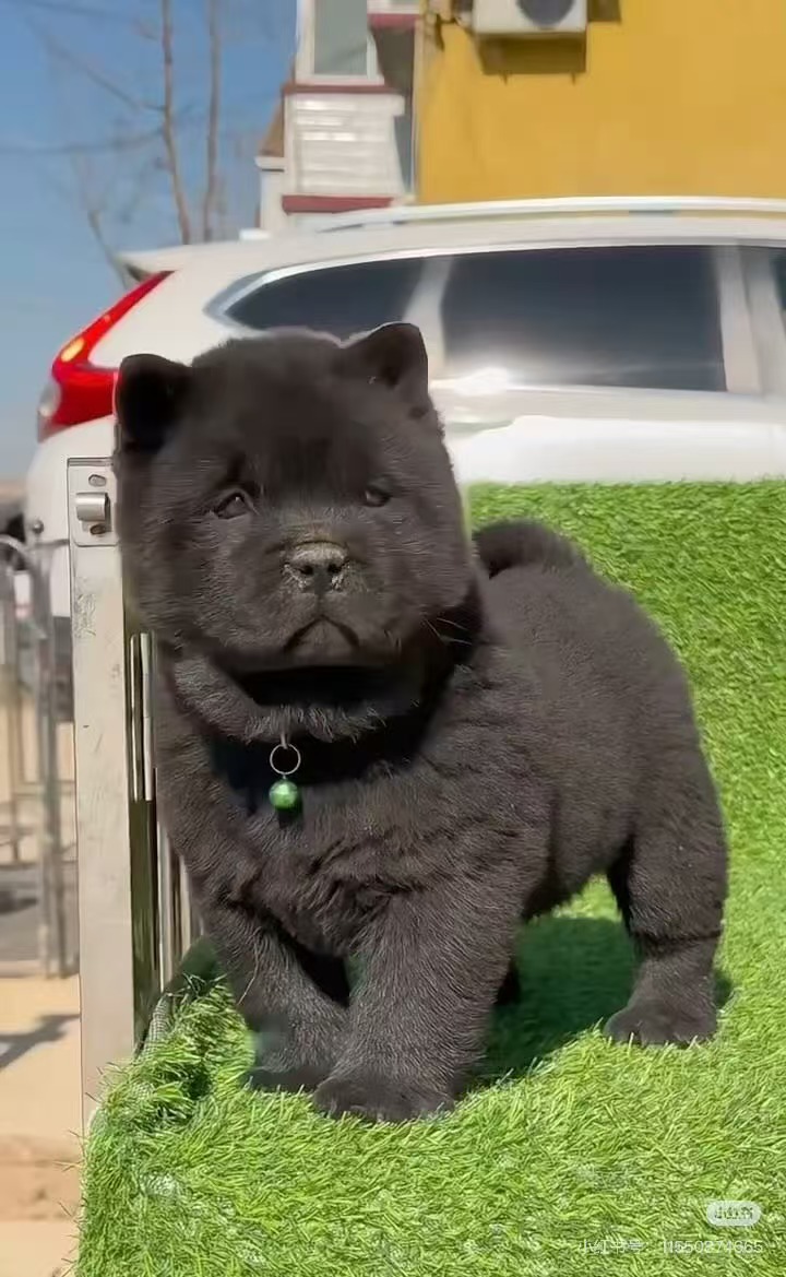 李恒宠物颜值提升术Skill: Beauty care