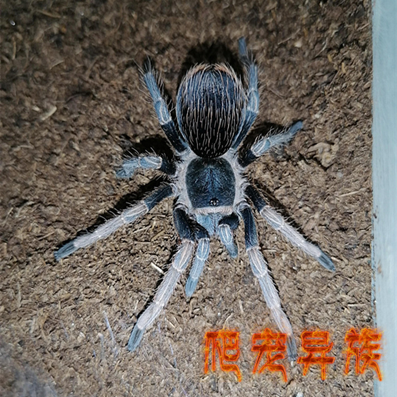 哥伦比亚菠萝黄尾蜘蛛Pseudhapalopus spinopalpus收藏款品种