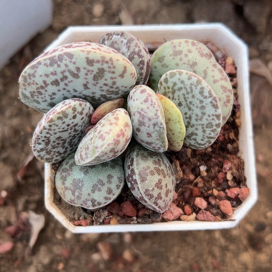 花蛋父母恩呃呃呃呃呃呃呃